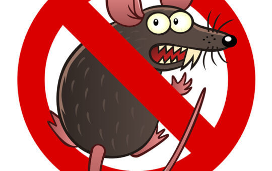 Rodent Damage Coverage for your car in Salt Lake City